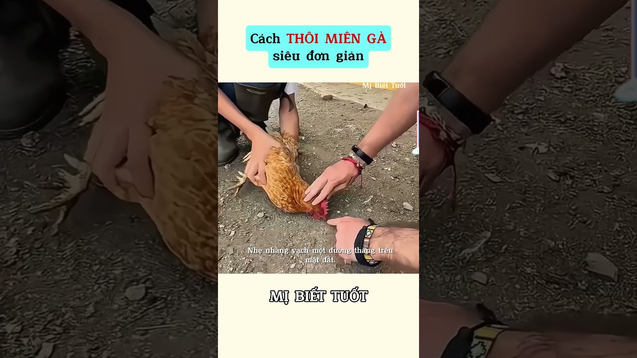 Cách thôi miên gà độc nhất vô nhị