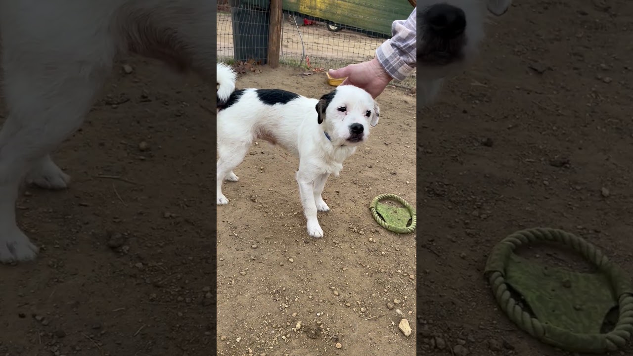 Enlarge Rocky, an adopted mixed breed in The Dalles, OR video 2/2