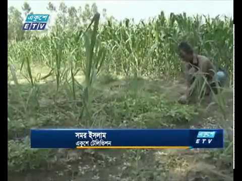 চাষীরা মুখ ফিরিয়ে নিয়েছেন আখ চাষ থেকে