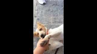 PUKO, el bretón murcielaguito ;)