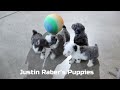 Miniature Poodle dogs for sale: Jasper - Video 1