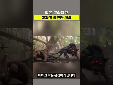 작은 강아지가 갑자기 돌변한 이유