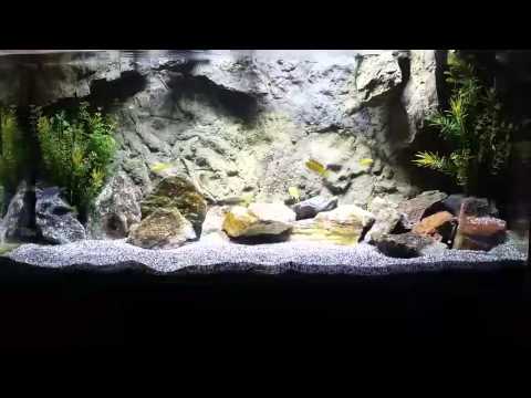 How many mbuna cichlid can you have in a 40 gallon aquarium