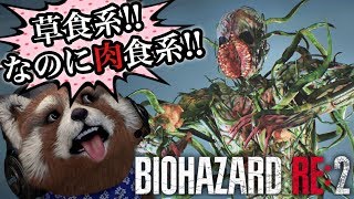 【BIOHAZARD RE:2】新たなクリーチャー出現‼‼全身がサラダバーみたいじゃないか‼‼ バイオハザードre2 #13