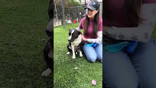 Video preview image #1 Mutt Puppy For Sale in Pasadena, CA, USA