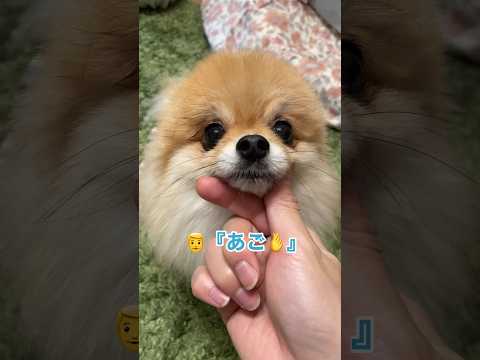 元気いっぱいのポメラニアン – ポメラニアンは小さいけど力強い!