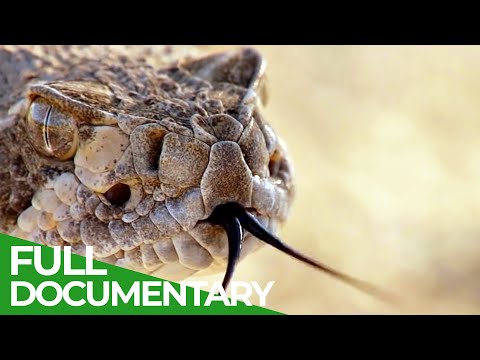 The Most Dangerous Wildlife Moments