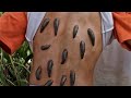 Anacondas 2 Recouvert De Sangsues