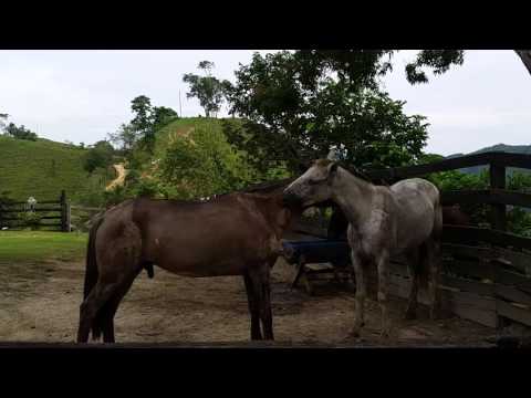 Mutualismo Entre Caballos