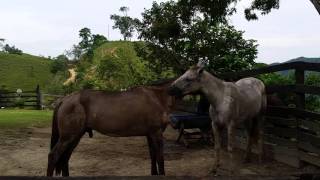 Mutualismo entre caballos
