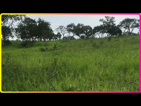 🌱 200 ALQUEIRES EM BARRO ALTO - FAZENDA À VENDA EM GOIÁS [🌱DUPLA APTIDÃO] #fazenda #tec2agro #gado