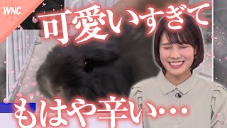 【戸北美月】ペットのうさぎが可愛すぎて辛いお天気お姉さん【ウェザーニュース切り抜き】
