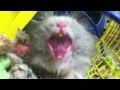 Hamster Yawning In Your Face - Parry Gripp 