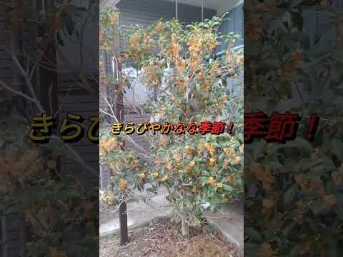 秋に育てたい芳香のあるハーブ：コンテナや地植えに適した植物トップ 5  庭園