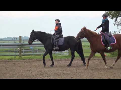 Video 10 aus  Ferienhof Gravert