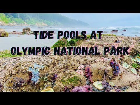Best Tide Pool in Olympic National Park! @KCandtheOverlanders