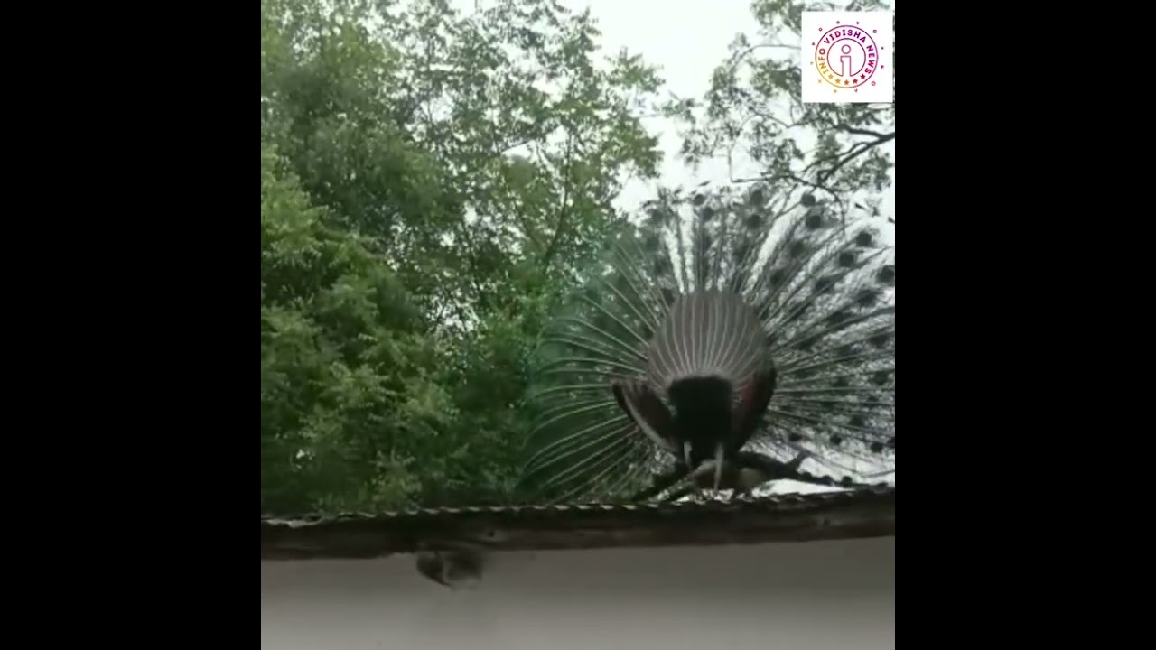 VIDISHA LIVE VIDEO - नाच रहा मोर ,मोरनी को रिझाता मोर, देखिए Live.......