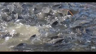 Когда карась идет на нерест