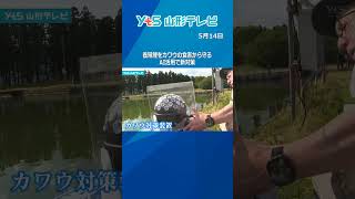 養殖鯉をカワウによる食害から守る　AIを活用した新たな対策スタート