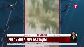 ШҚО-да қоңыр аюлар ауыл маңын торуылдап жүр