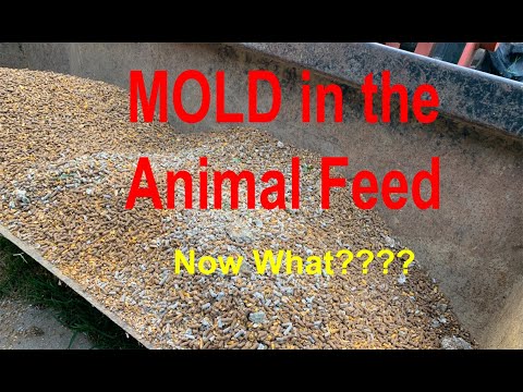 Moldy Feed: What to Look For & What to Do If You Find It on Your Farm