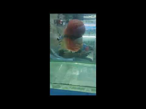 Cutest Flower horn fish #Big flower horn fish #Red colour #Super adorable 