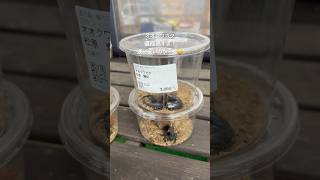 #オオクワガタ #昆虫 #虫 #動物 #vlog