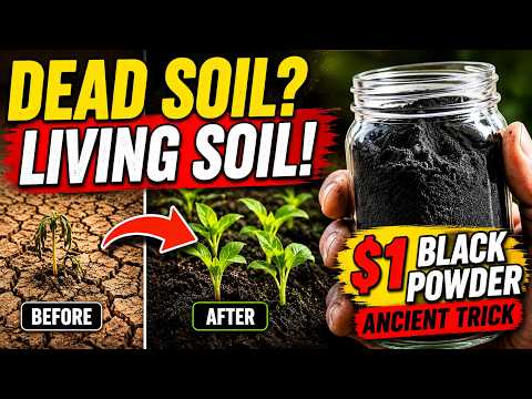 The $1 Black Powder That Turns Dead Soil Into Living Soil