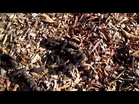 Pipe Smoking - Unconventional Pipe Holders