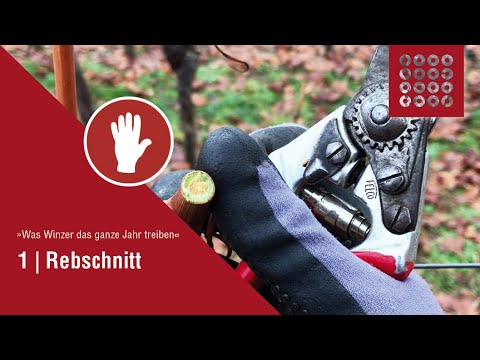 1 Rebschnitt