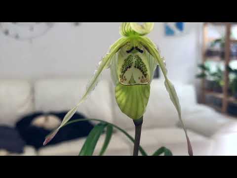 Lady Slipper Orchid: Species Phragmipedium pearcei