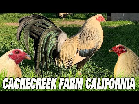 Beautiful Birds Grey Hatch David CacheCreek Diaz Farm Califronia Farm Visit