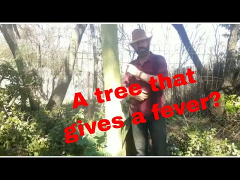 Let's look at the Fever Tree.