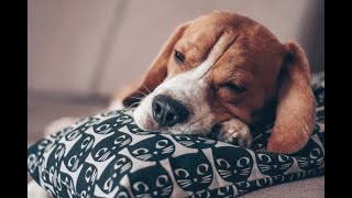 Ein Stück für Hunde Lyrics English Translation