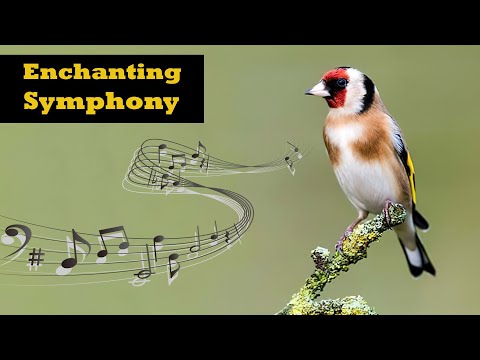 Legendary Goldfinch Singing