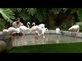 Chilean Flamingos LA Zoo Los Angeles California USA August 21 2021 Birds Animals Conservation