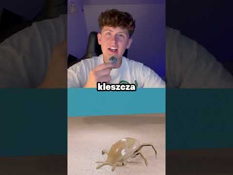 Uwaga na kleszcza!