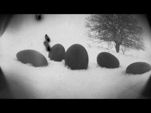 Ptáci - D-moll