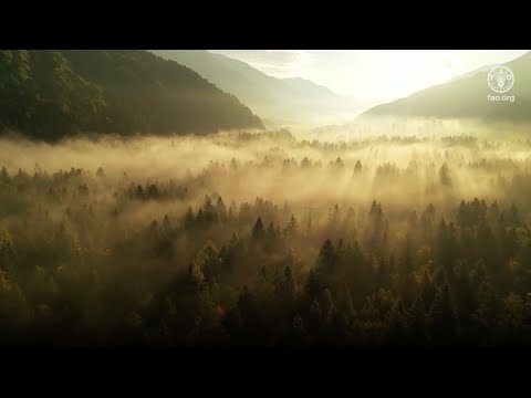 Home | Global Forest Resources Assessments |  Food and Agriculture Organization of the United Nations