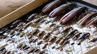Почему нельзя ловить насекомых для коллекций