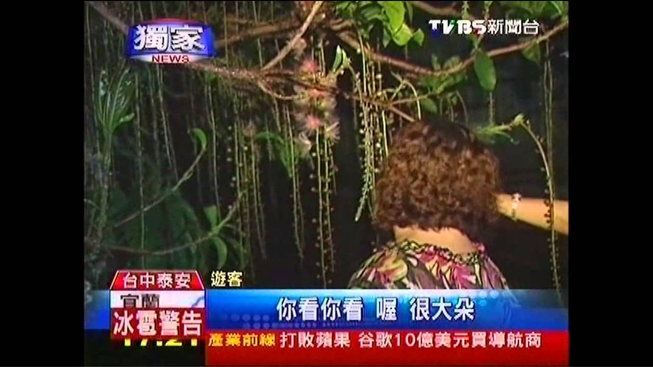 〈獨家〉夏夜煙火「穗花棋盤腳」　一夜就凋謝
