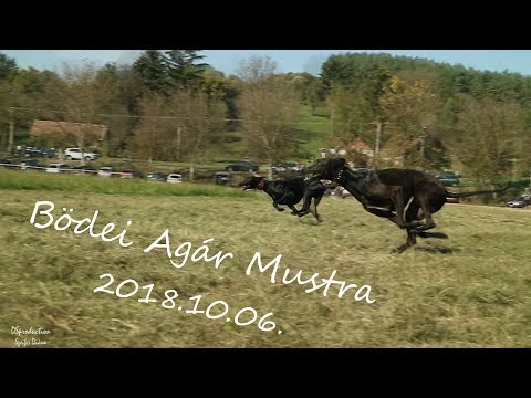 Bödei Agár Mustra - 2018.10.06.