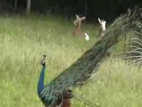 download lagu mp3 mp4 Plucky Peacock, download lagu Plucky Peacock gratis, unduh video klip Plucky Peacock