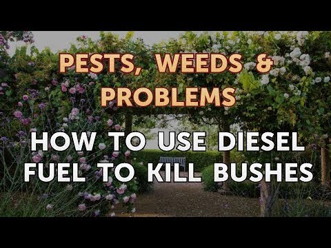 How to Use Diesel Fuel to Kill Bushes