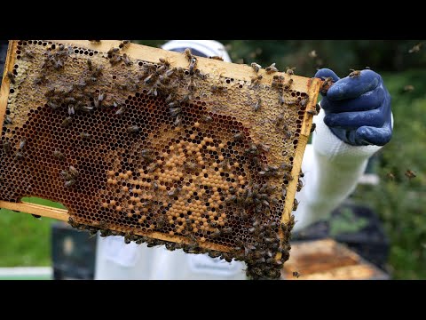 Did The Checkerboard Colony Swarm??