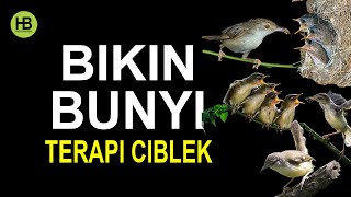 Download lagu Terapi Ciblek Kristal dan Semi Untuk Belajar Bunyi mp3