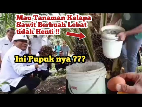 *Super palm oil fertilizer!! Liquid organic fertilizer for oil palm plants, so they bear fruit qu...