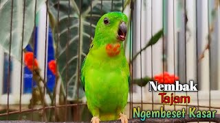 Download lagu Burung Serindit GACOR Nembak Emosi Mbeset Kasar || Bikin Serindit lain Emosi ikut Bunyi mp3