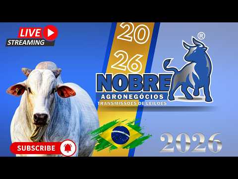 LEILÃO DE GADO / C M LEILÕES CAMPESTRE - MG  29/04