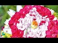 Iddara Akka Chellelu Bathukamma Songs Viral Trend Trending Devotionalsong Bathukamma